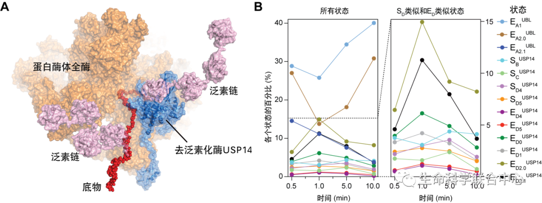 北京大学Nature发表突破性研究成果 人工智能助力时间分辨冷冻电镜发现重大药物靶点动力学调控机制